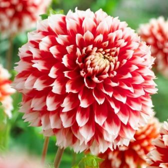 Георгина Ноэль