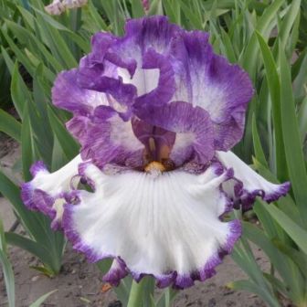 Ирис Биг Бразер