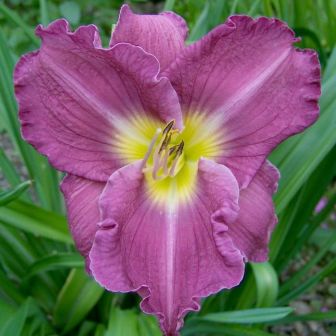 Лилейник Анчатед Вотерс гибридный