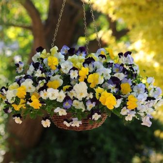 Виола Фрифолл Микс F1 ампельная (большой пакет)