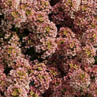 Алиссум Персиковый приморский