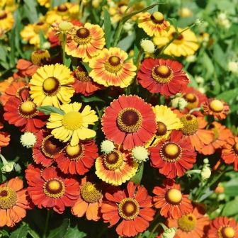 Гелениум Огонь любви смесь сортов