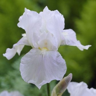 Ирис Иммортэлити