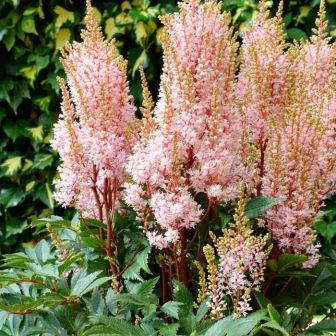 Астильба Лук эт Ми