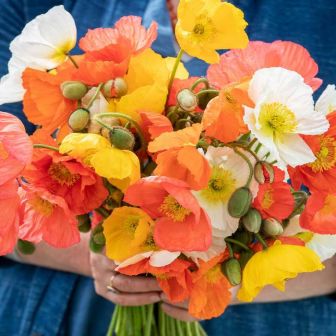 Мак Шампейн Баблс голостебельный