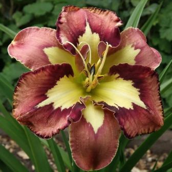 Лилейник Спейскоуст Бихейвиор Пэттерн