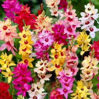 Иксия Смесь окрасок (гибридная)