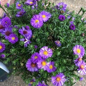 Астра Блау Лагуне