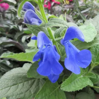 Шалфей Патио Индиго (отклоненный)