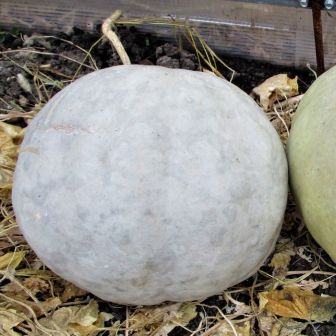 Кавбуз Здоровяга Сахарный (большой пакет)