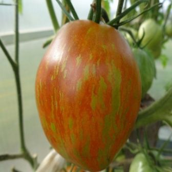 Томат Дама Сердца F1