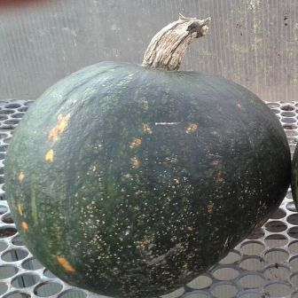 Кавбуз Северный Зелёный (большой пакет)