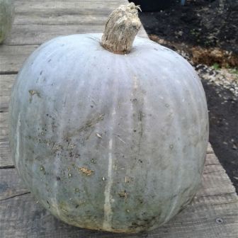 Кавбуз Северный Голубой (большой пакет)