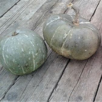 Кавбуз Чалма Хана (большой пакет)