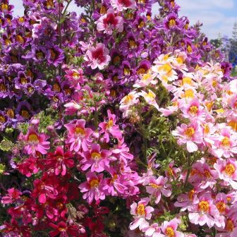 Схизантус Крылья ангела Смесь