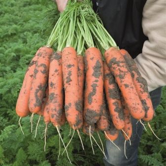 Морковь Балтимор F1