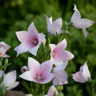 Ширококолокольчик Фуджи Пинк