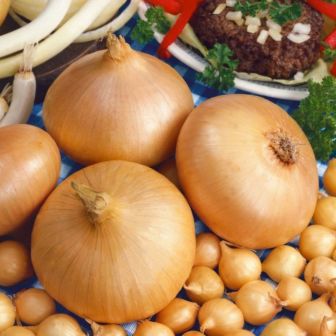 Лук севок Мячковский 300, 21-24 мм, 500 гр