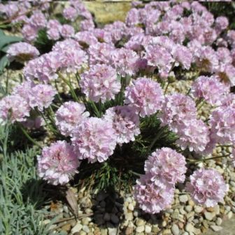 Армерия Королевская Армада приморская