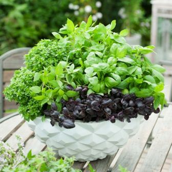 Базилик На Любой Вкус (большой пакет)