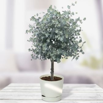 Эвкалипт Серебряный Доллар пепельный