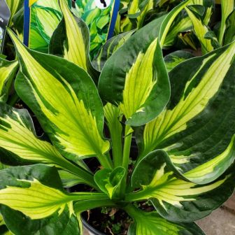 Хоста Колорд Халк