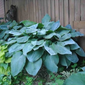 Хоста Биг Дэдди