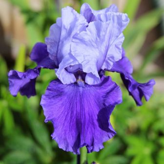 Ирис Блашес