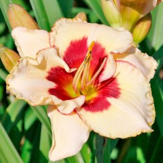 Лилейник Ниппон гибридный