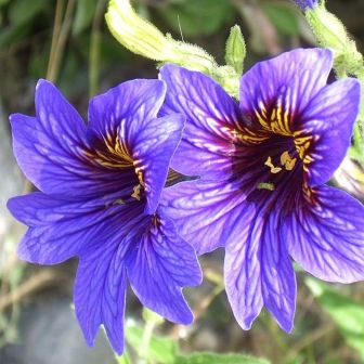 Сальпиглоссис Император Блю