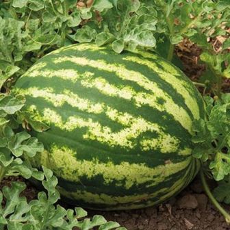 Арбуз Гигант Сахарный