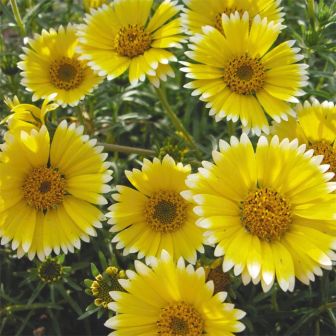 Лейя Солнечная улыбка (изящная)