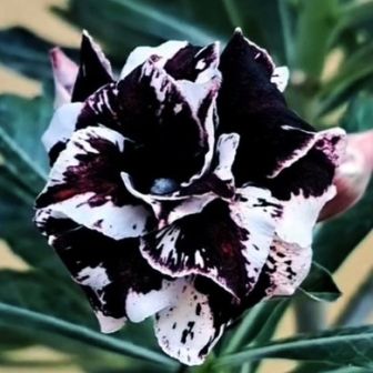 Адениум Чёрный Феникс (Black Phoenix) (большой пакет)