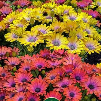 Остеоспермум Акила Гавайи Сансет