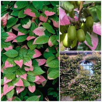 Актинидия Коломикта (большой пакет)