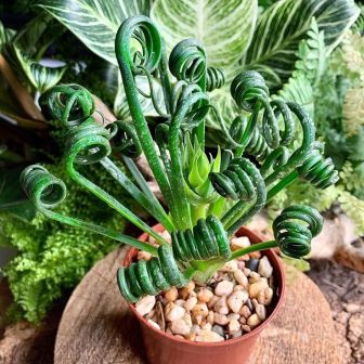 Альбука Спиральная Куделька