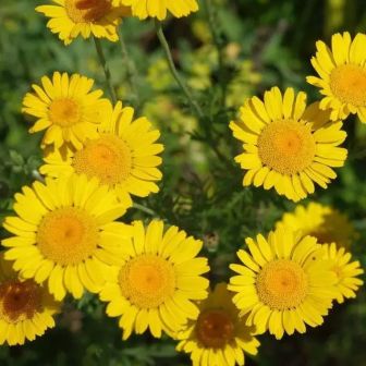 Антемис Золотая ромашка