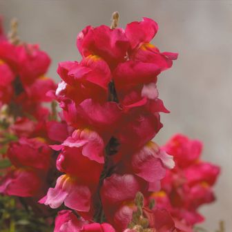 Антирринум Флорал Шауэрс Малиновый F1 (Львиный зев)