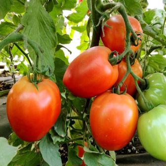 Томат Ардендо F1