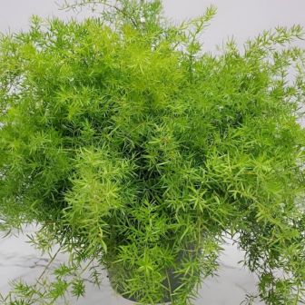 Аспарагус Фьюззифёрн Фриз (FuzzyFern Frizz) (большой пакет)