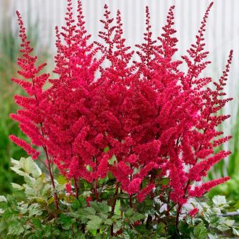 Астильба Вижн Вулкано