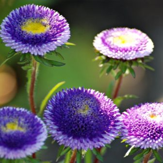 Астра Голубая луна