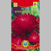 Астра Краллен Ангора - Семена Тут