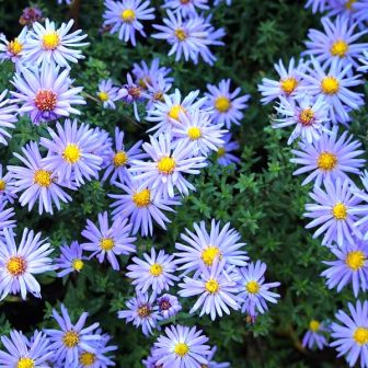 Астра Леди Ин Блу многолетняя