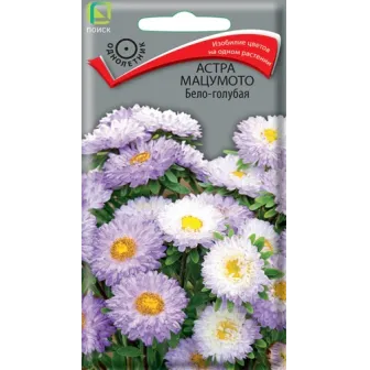 Астра Мацумото Бело-голубая
