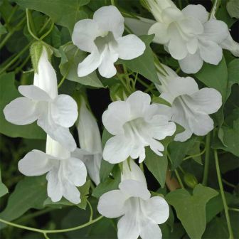 Азарина Снегопад (лазающая)