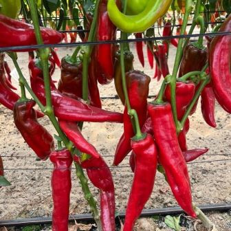 Перец Балканец F1