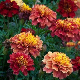 Бархатцы Хамелеон Strawberry Blonde F1 (большой пакет)