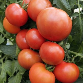 Томат Озеро Надежды F1