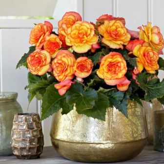 Бегония Он Топ F1 Сансет шэйдз